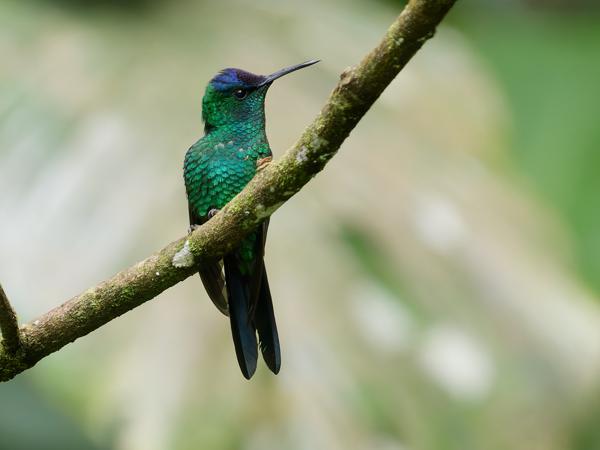 Violetkapbosnimf (Thalurania glaucopis)